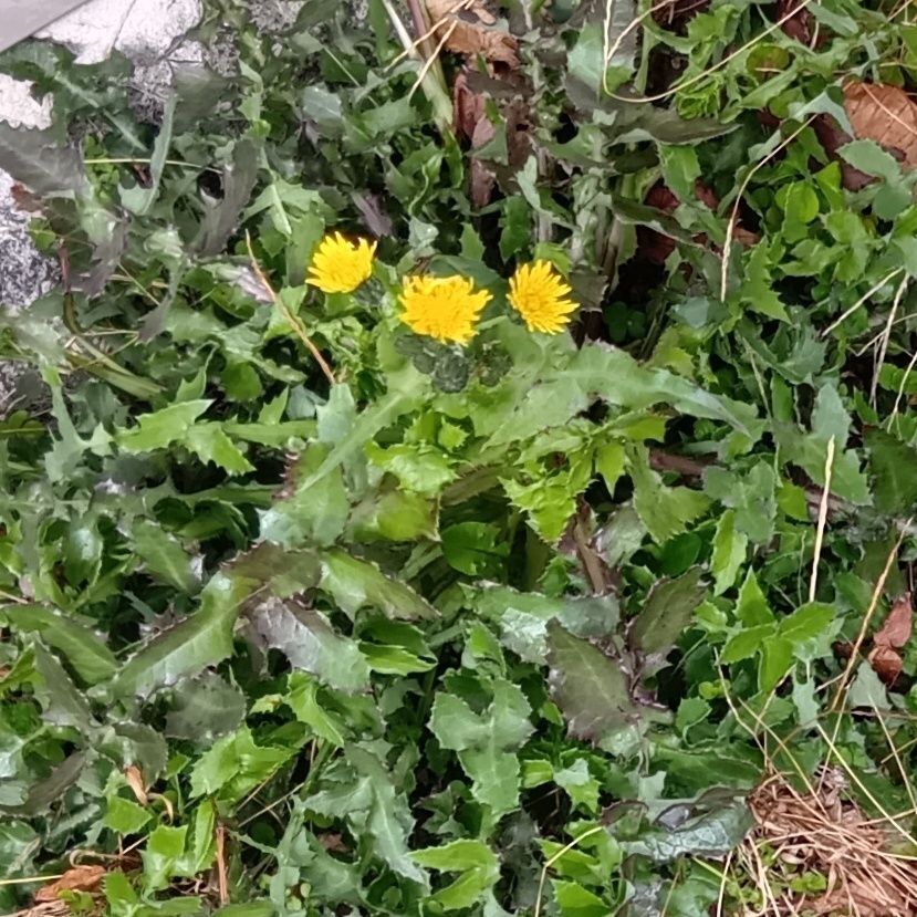 タンポポに似たお花を咲かせます！