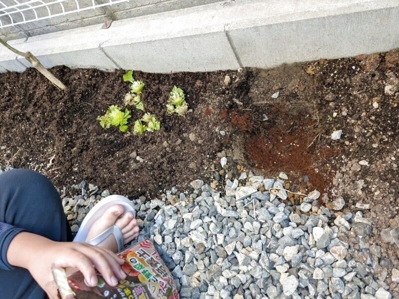 再生栽培にチャレンジ！！