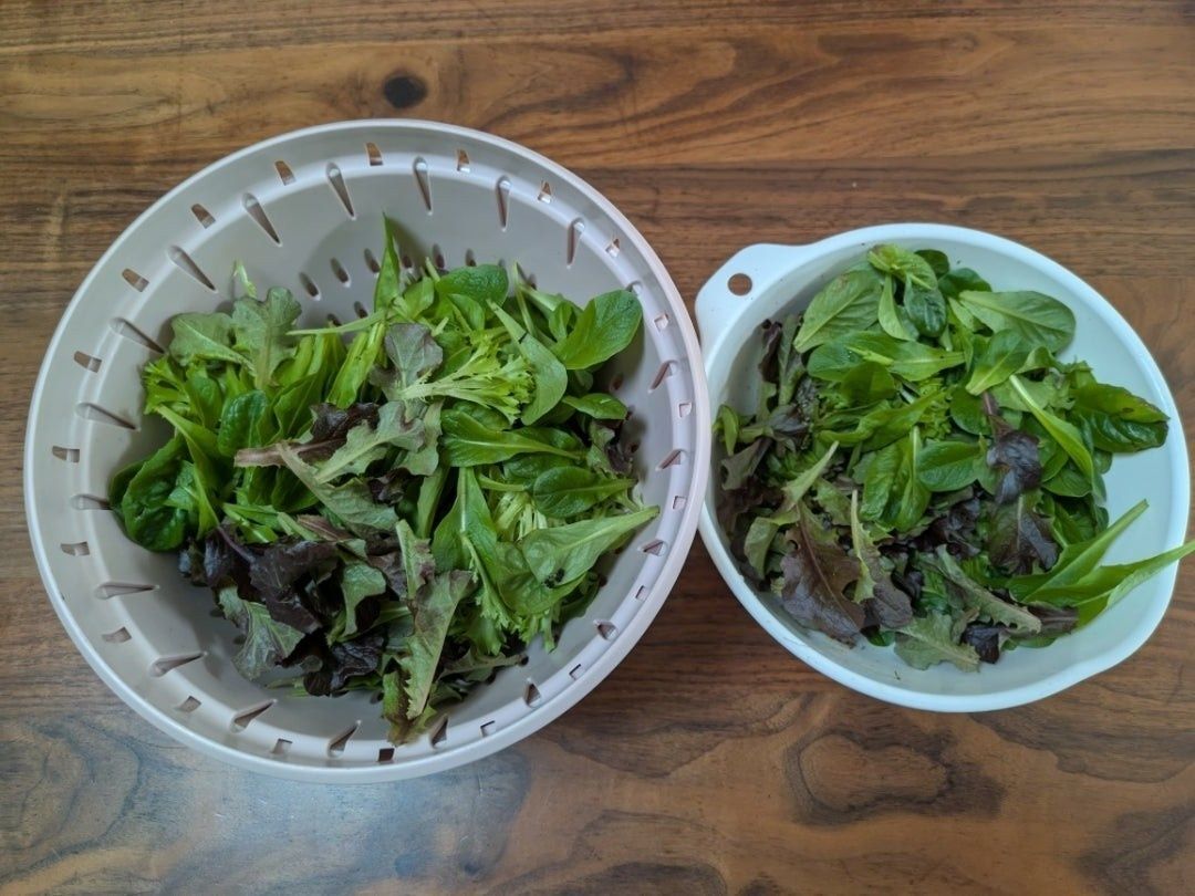 夕方にボウル2個分収穫できました。