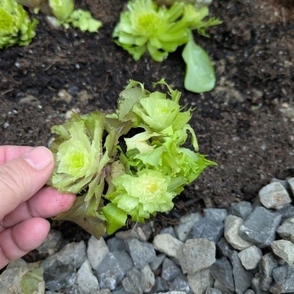 一株づつ植えよう！