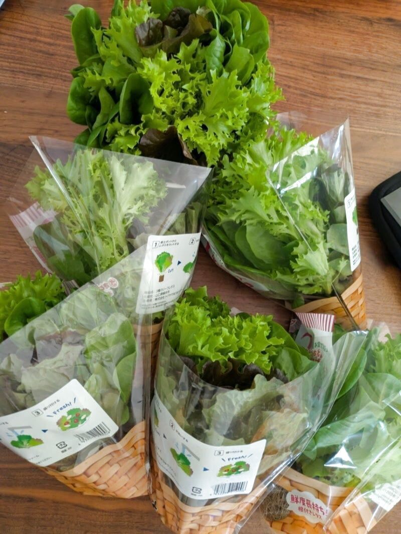 特売で【根付きレタス】を大人買い！