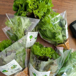 『再生栽培できる？』【根付きレタス】を家庭菜園で育ててみた！！