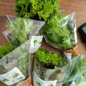 『再生栽培できる？』【根付きレタス】を家庭菜園で育ててみた！！