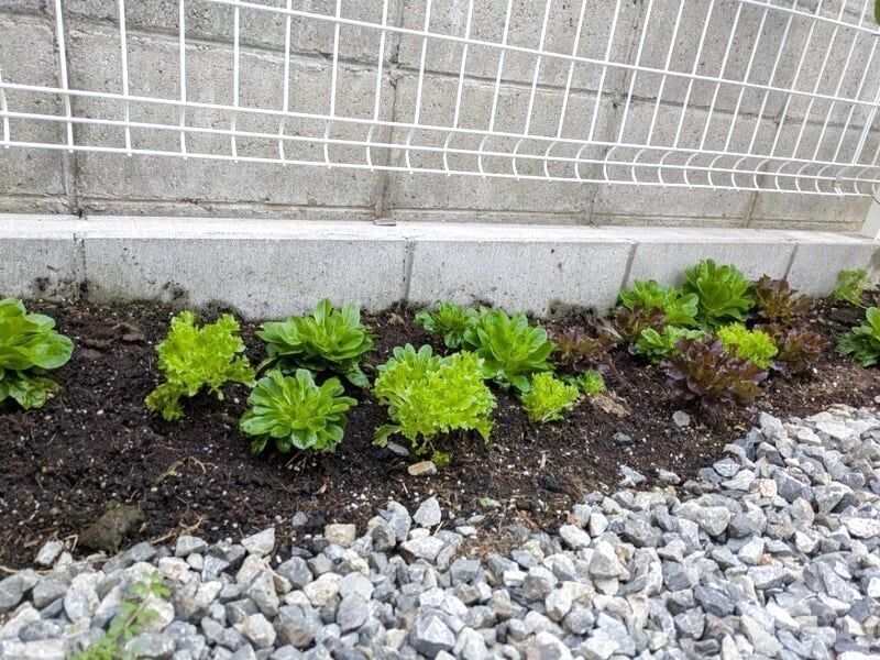 4ヵ月後の本日収穫