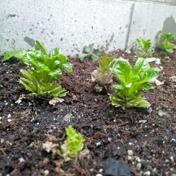 新しい芽が、出てきています。