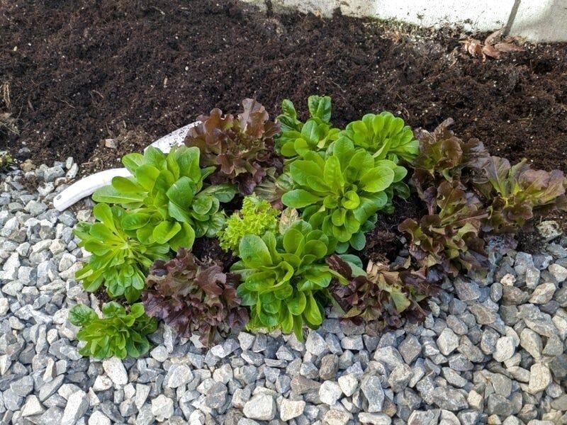 4ヵ月水をあげ続けて、再生栽培成功しました！！