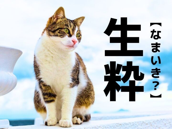 【生粋】なんて読む?「なまいき」ではありませんよ【読めそうで読めない漢字クイズ】