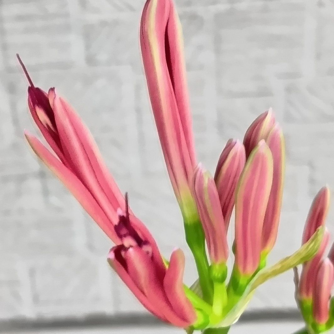 ヒガンバナは球根だけでなく、葉や花にも毒があるため、基本的には食べる植物ではありません。