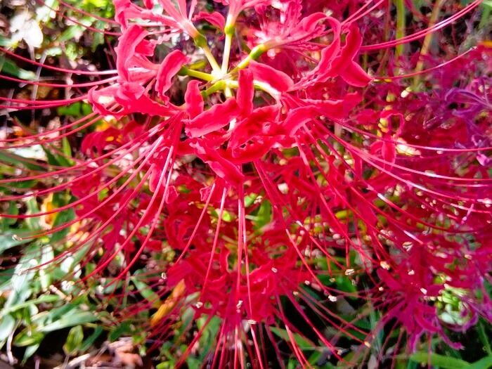 えええ～っ！調べて驚き！にんにくはヒガンバナ科？葉を育てる前に知っておきたい恐ろしい注意点とは？