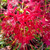 えええ～っ！調べて驚き！にんにくはヒガンバナ科？葉を育てる前に知っておきたい恐ろしい注意点とは？