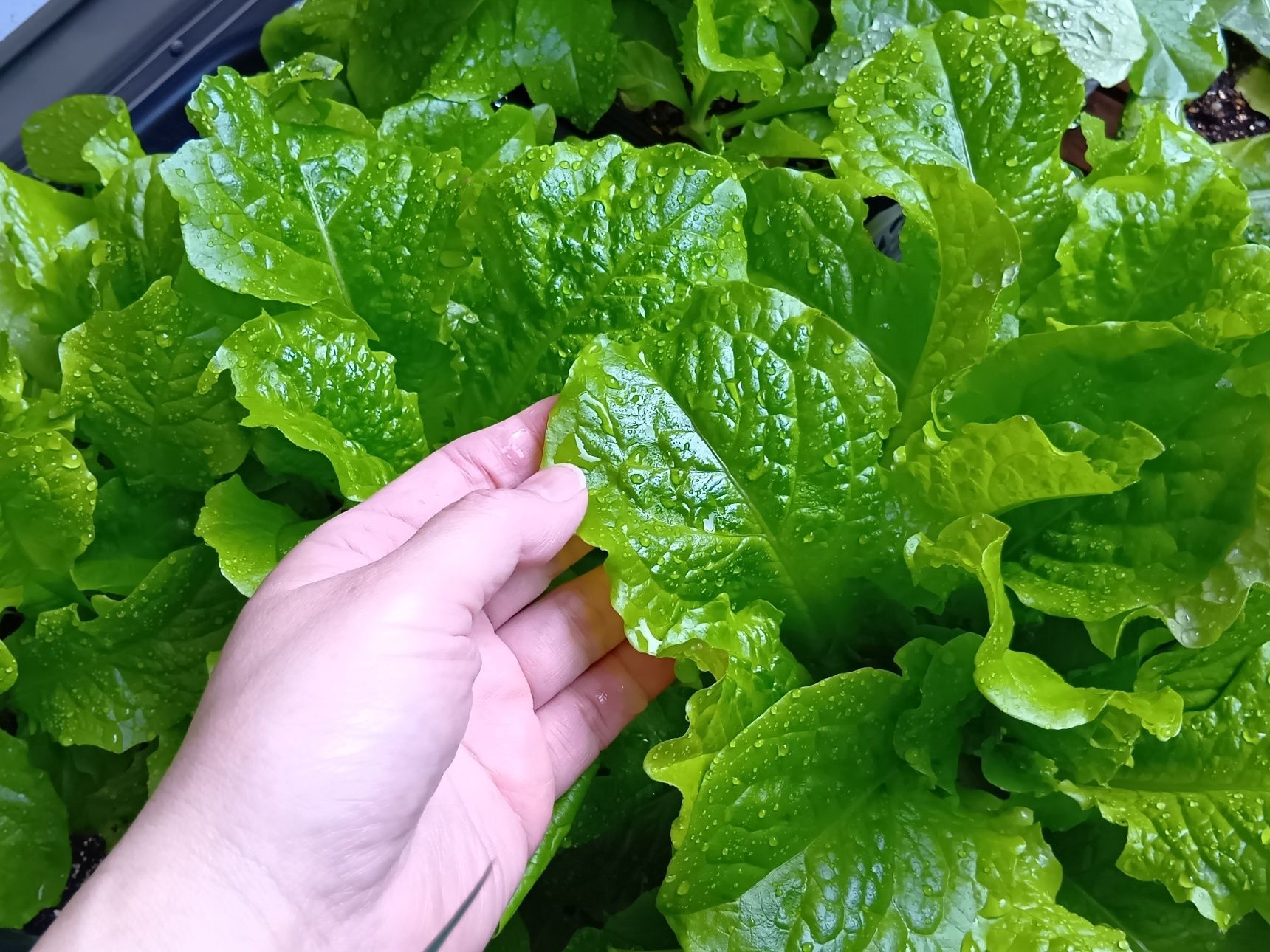 え？実はにんにくではない？