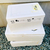 寒の戻りがなくなったら、越冬したお花たちの手仕事の始まり〜