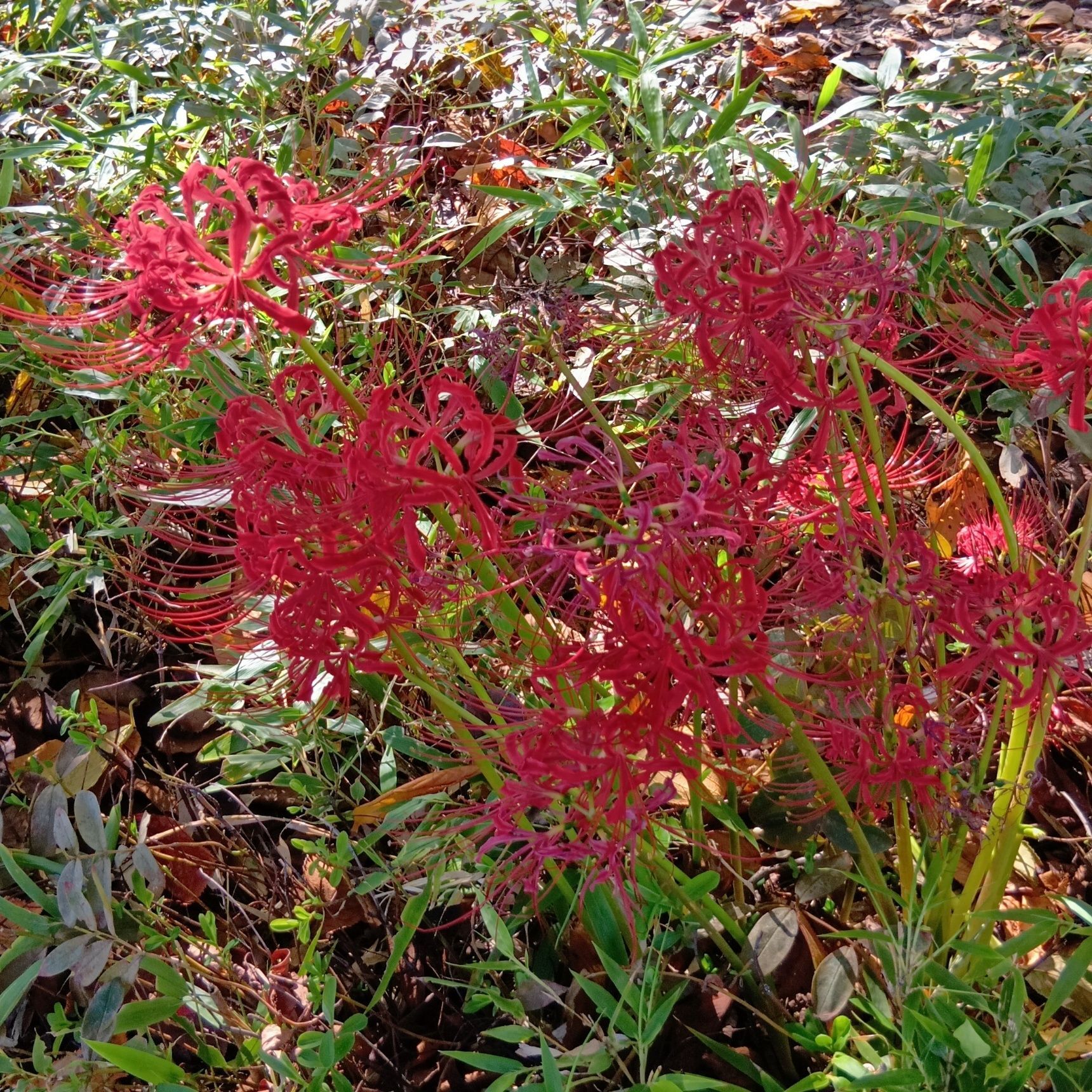こちら、雑草として育つ彼岸花のお花です！