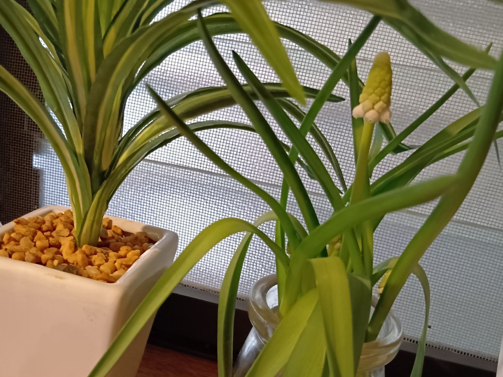 こちらは、白いお花が咲くタイプの「ムスカリ」です！にんにくの葉やニラに似ている？！