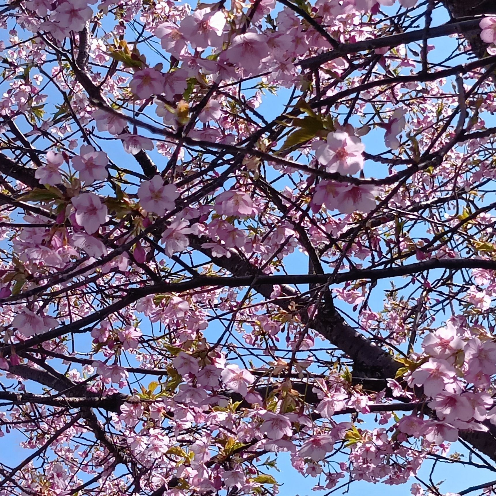 今は、3月、植え付け時期ではないよね！→葉（葉にんにく）を楽しむ栽培になることが多い