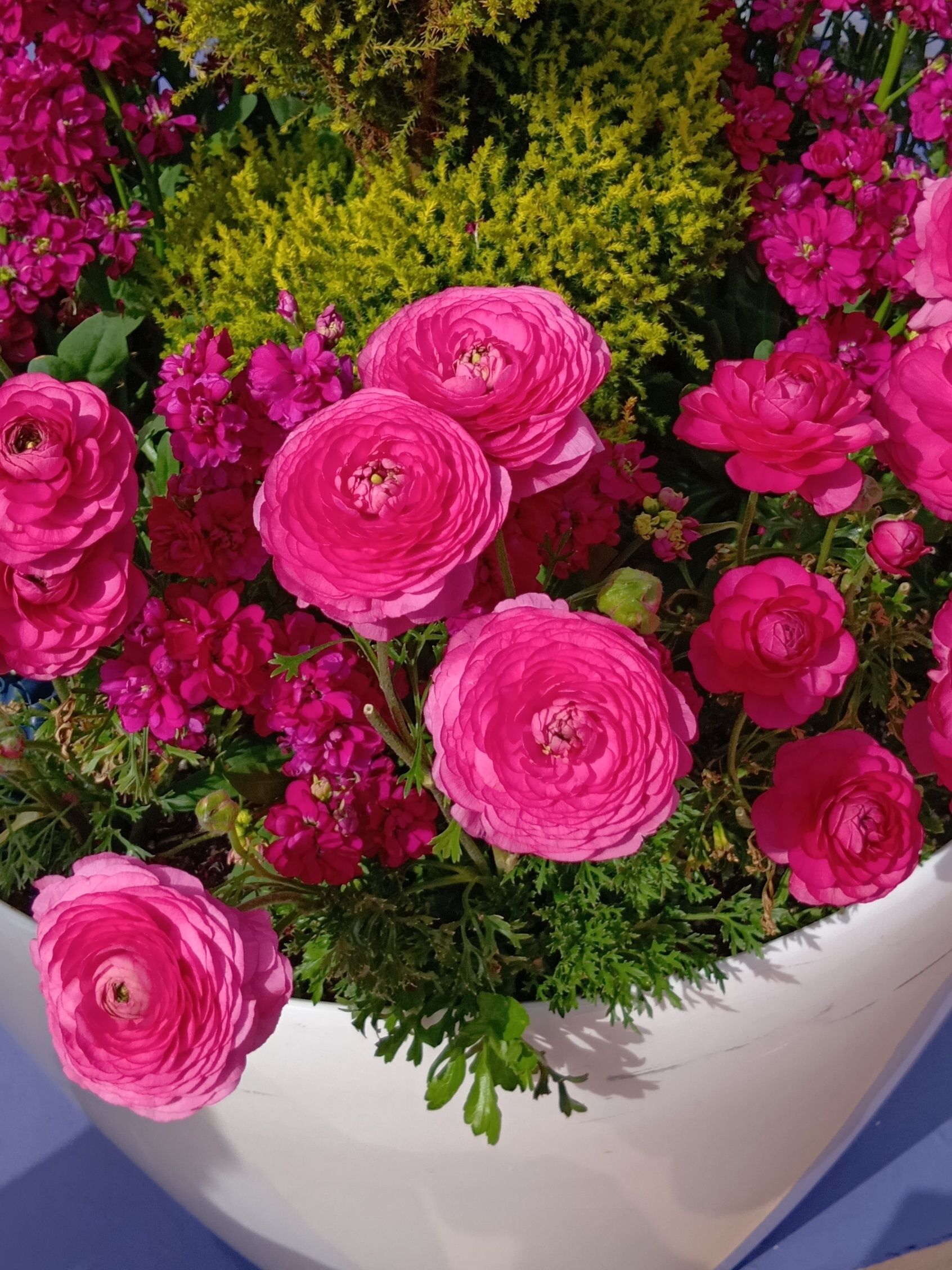 えっ！？ラナンキュラスの名前の由来は、艶やかな花に似ても似つかない“あの生き物”だった！