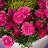 えっ！？ラナンキュラスの名前の由来は、艶やかな花に似ても似つかない“あの生き物”だった！