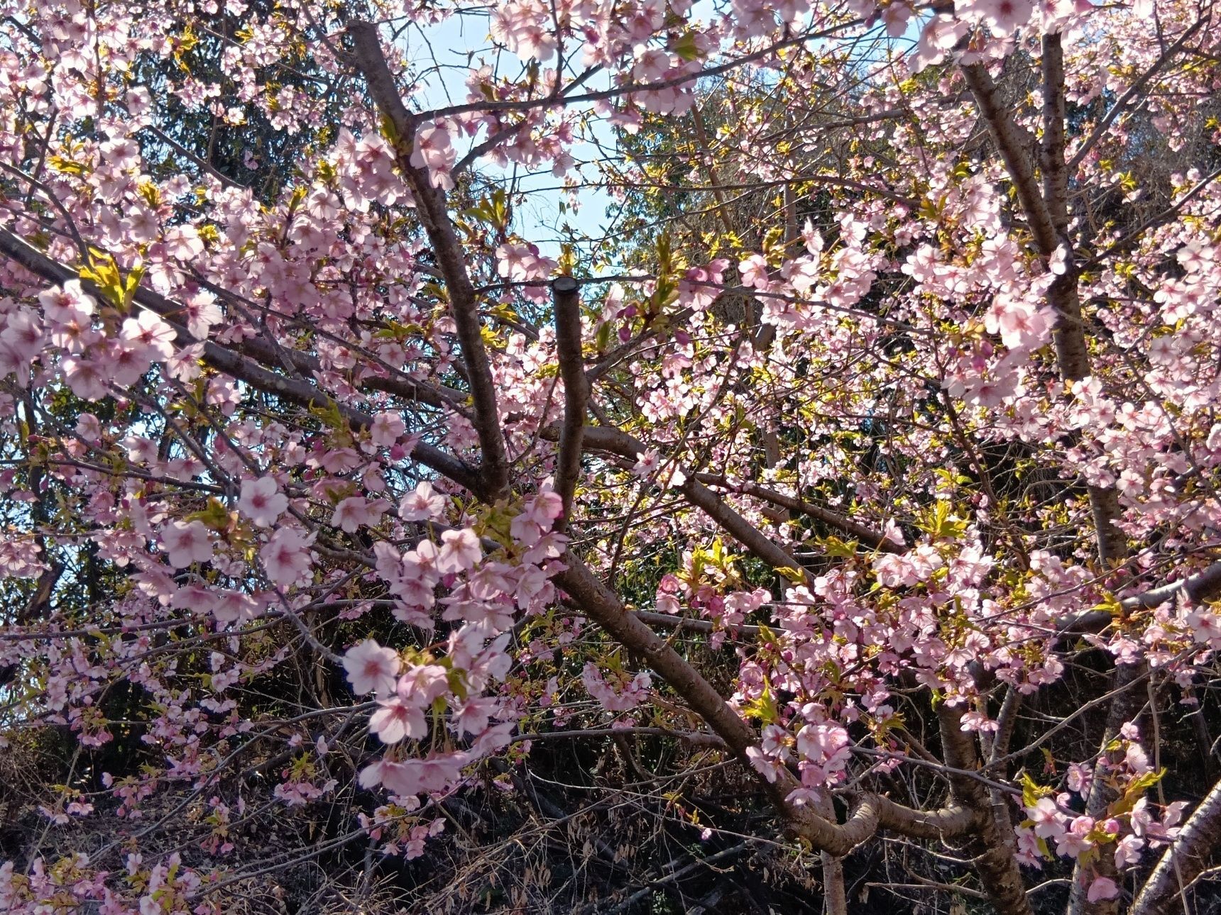 不思議な点は、『葉』の出るタイミング！