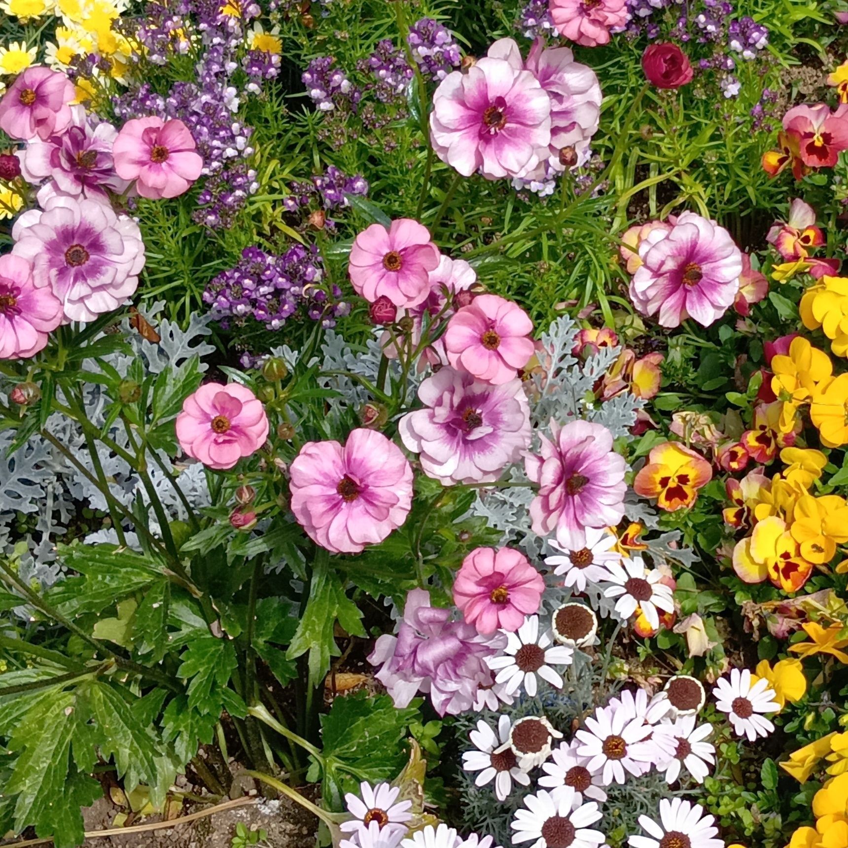 キンポウゲ科の植物は毒性のあるものが多いようです。