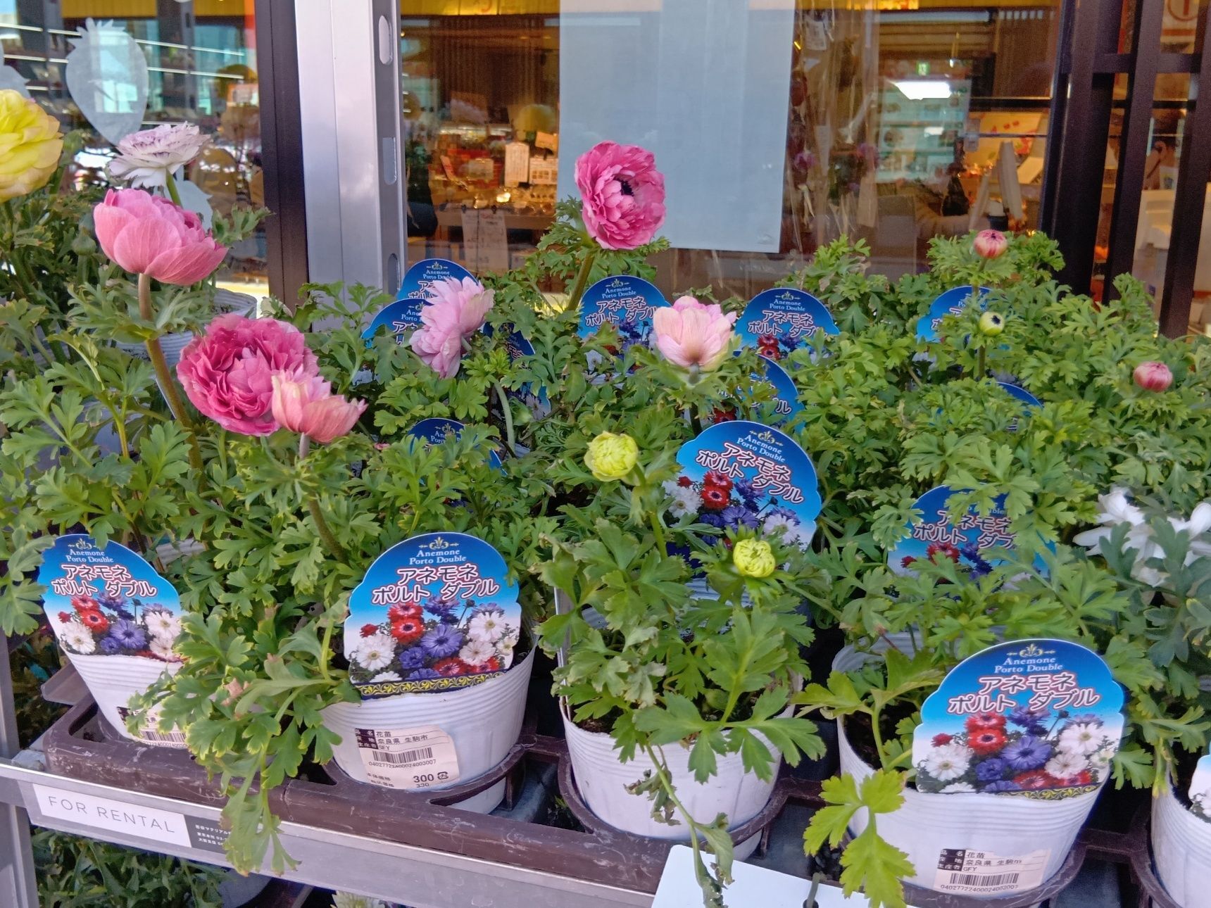 春の道の駅で、沢山陳列棚に並べられていました！