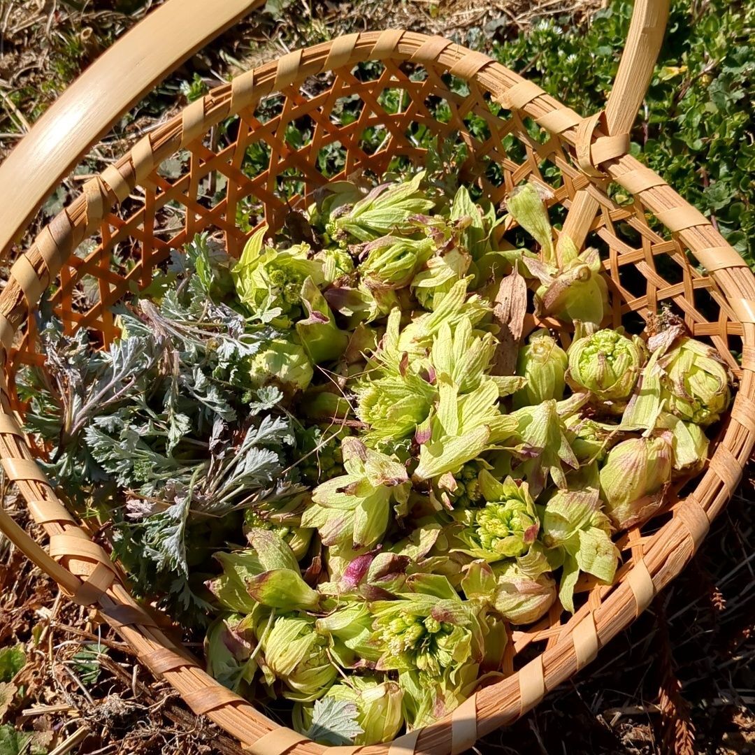 ふきのとうを採ります（笑）