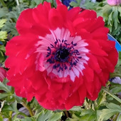 美しい春の花ラナンキュラスとアネモネ。猛毒トリカブトもですが、キンポウゲ科の植物には毒がある？