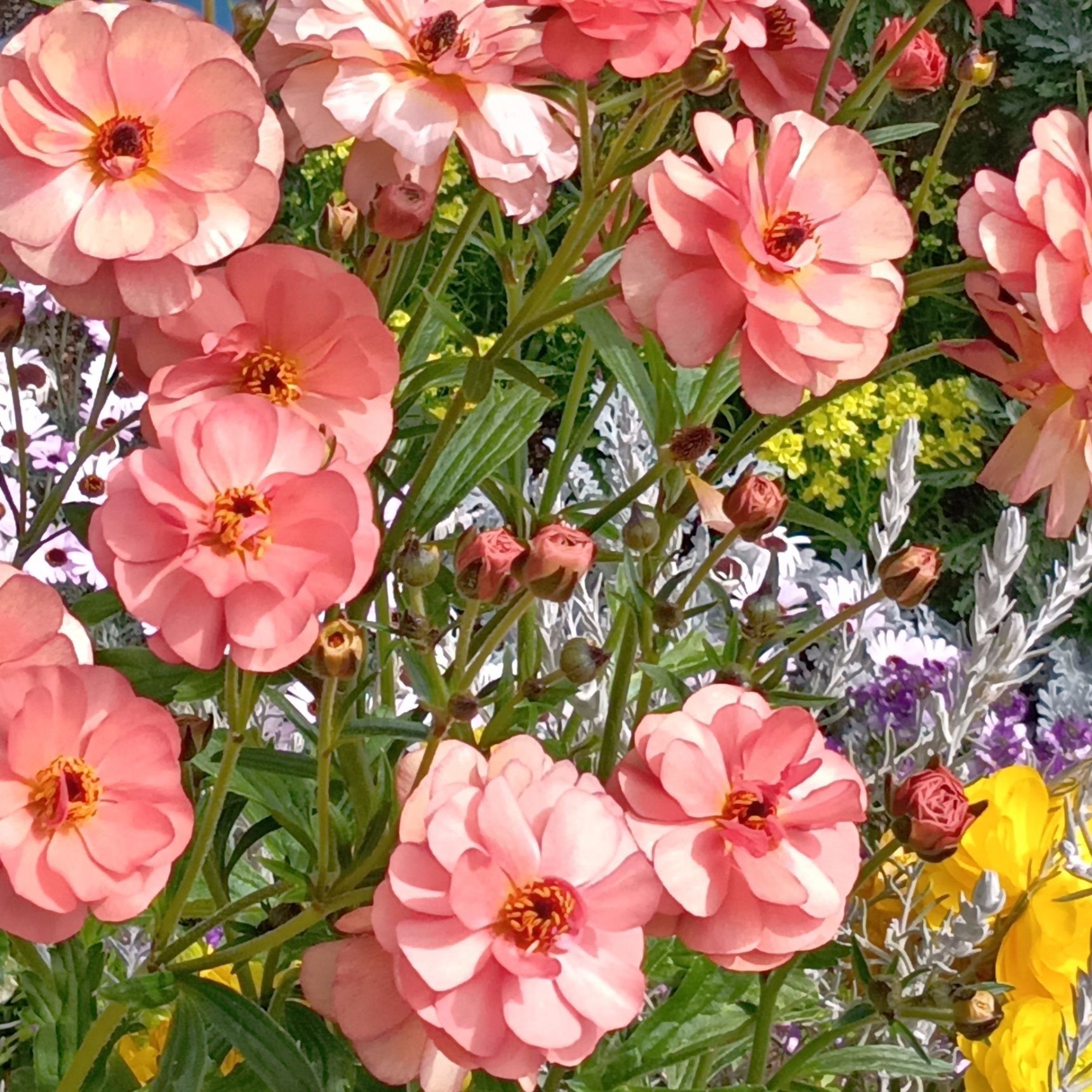 ラテン語で“カエル”という意味が由来のラナンキュラスですが、海外でもその華やかな姿から“輝く魅力”という花言葉を持つ、人気のお花だそうです。