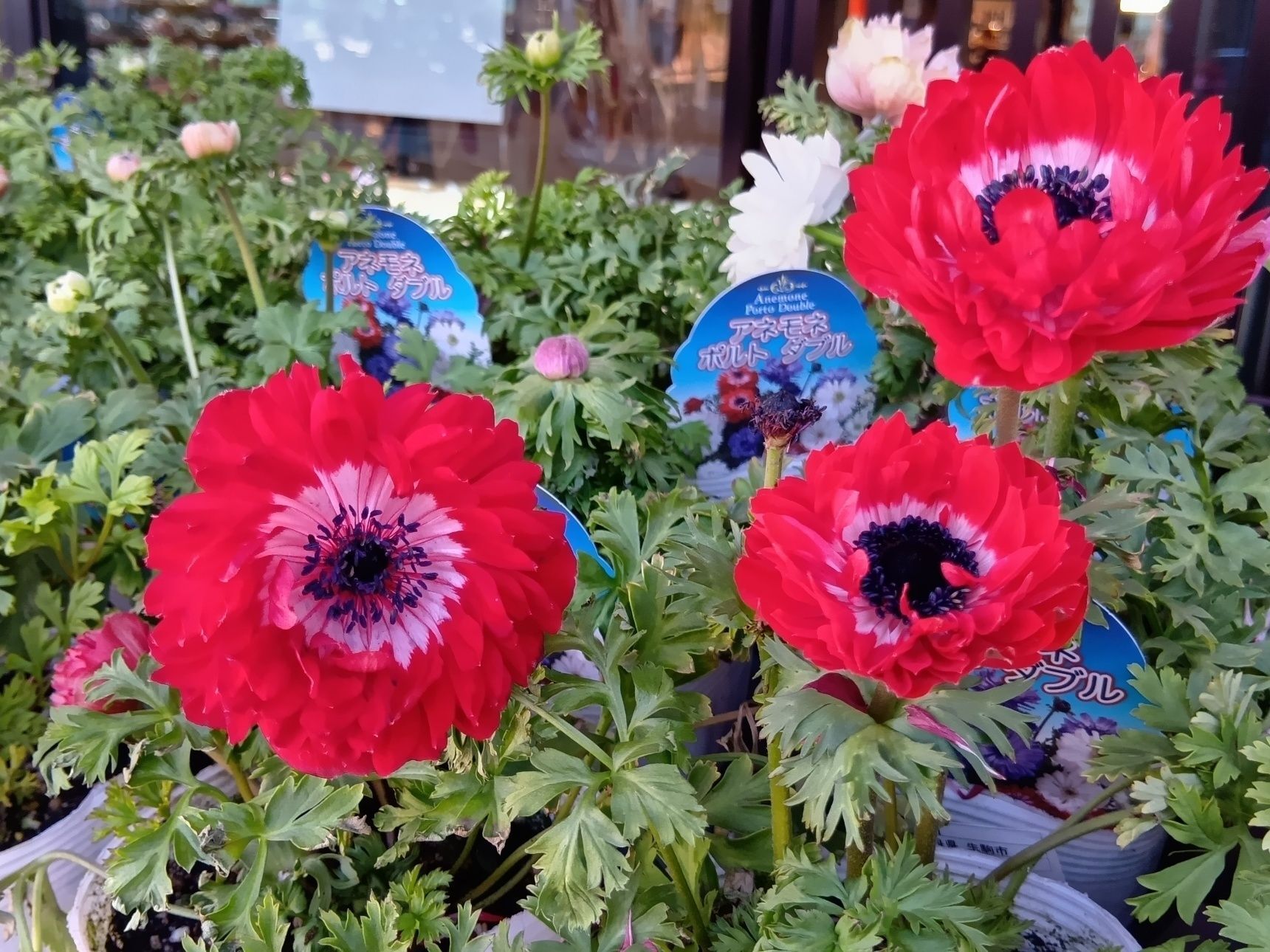 トリカブトとフクジュソウといえば、猛毒で知られていますよね、そんなのと同じ仲間なの・トリカブトとフクジュソウはどんな成分のどんな毒なの？本当にアネモネは大丈夫？