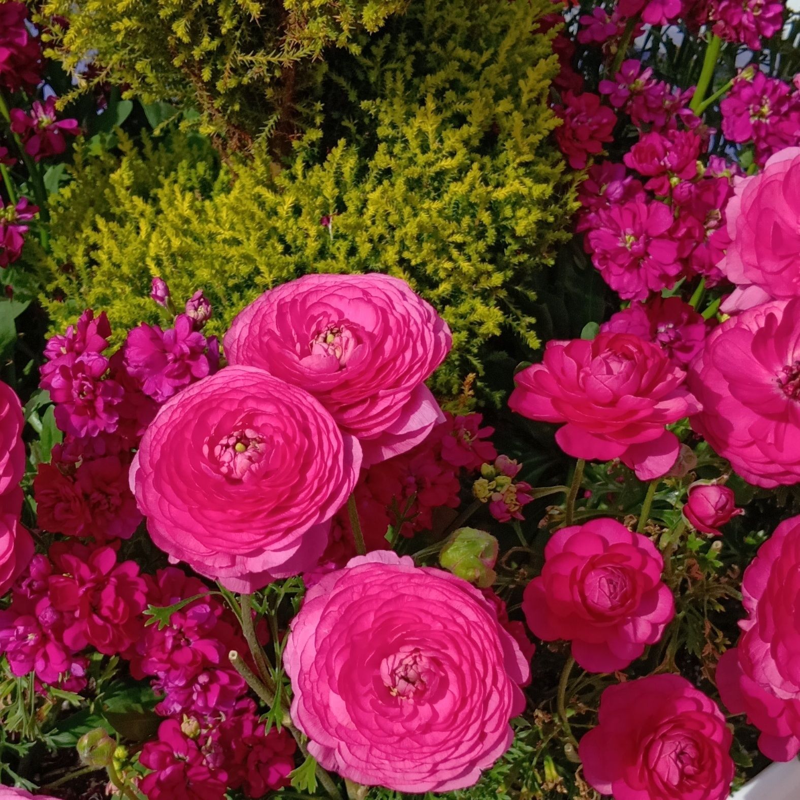 幾重にも重なる花びらは、まるでドレスのフリルのよう。バラにも似た艶やかな美しさで、春の花壇をぱっと明るく彩ってくれています。