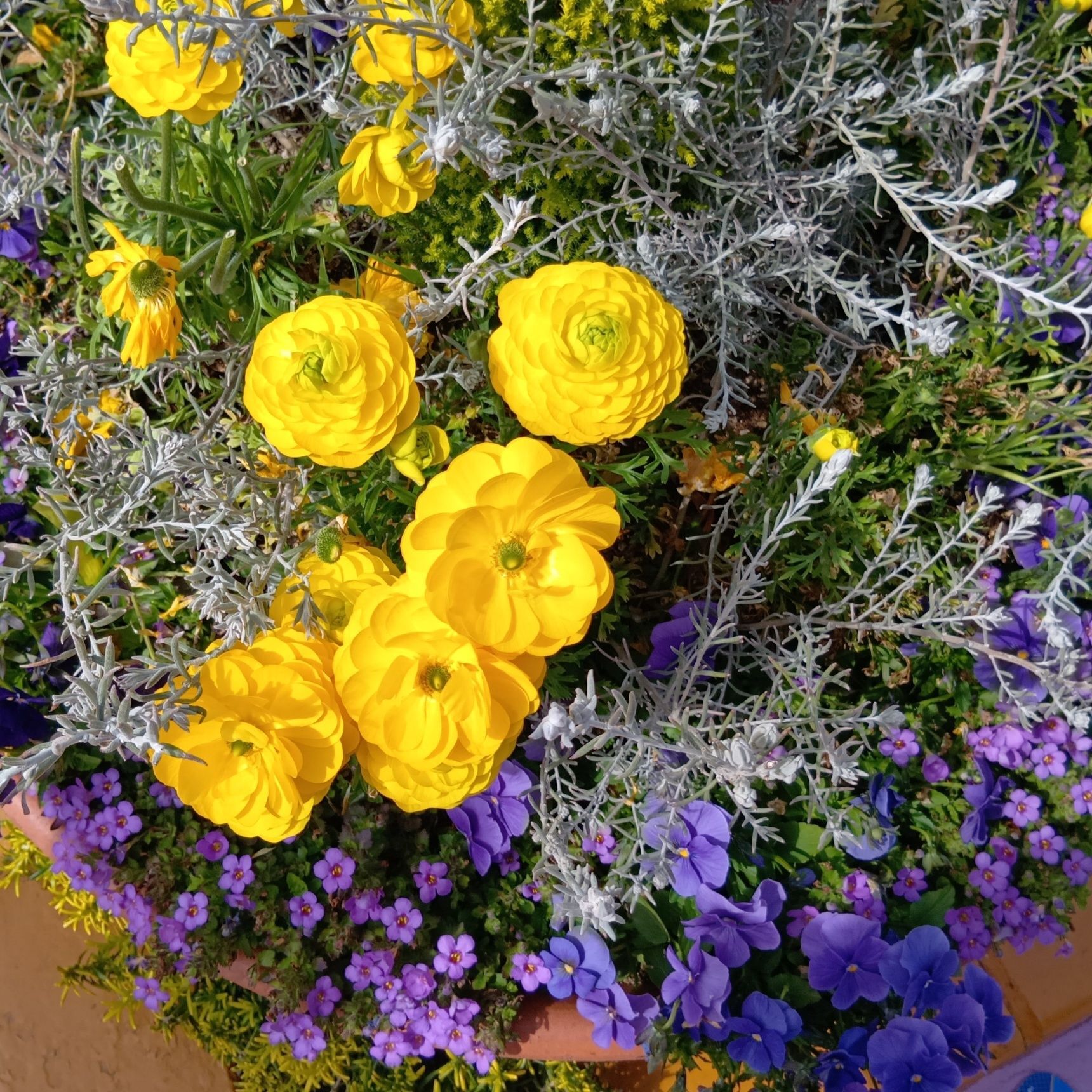 品種改良が重ねられ、現在では花壇を彩る華やかな園芸品種として楽しまれるようになったのですね！