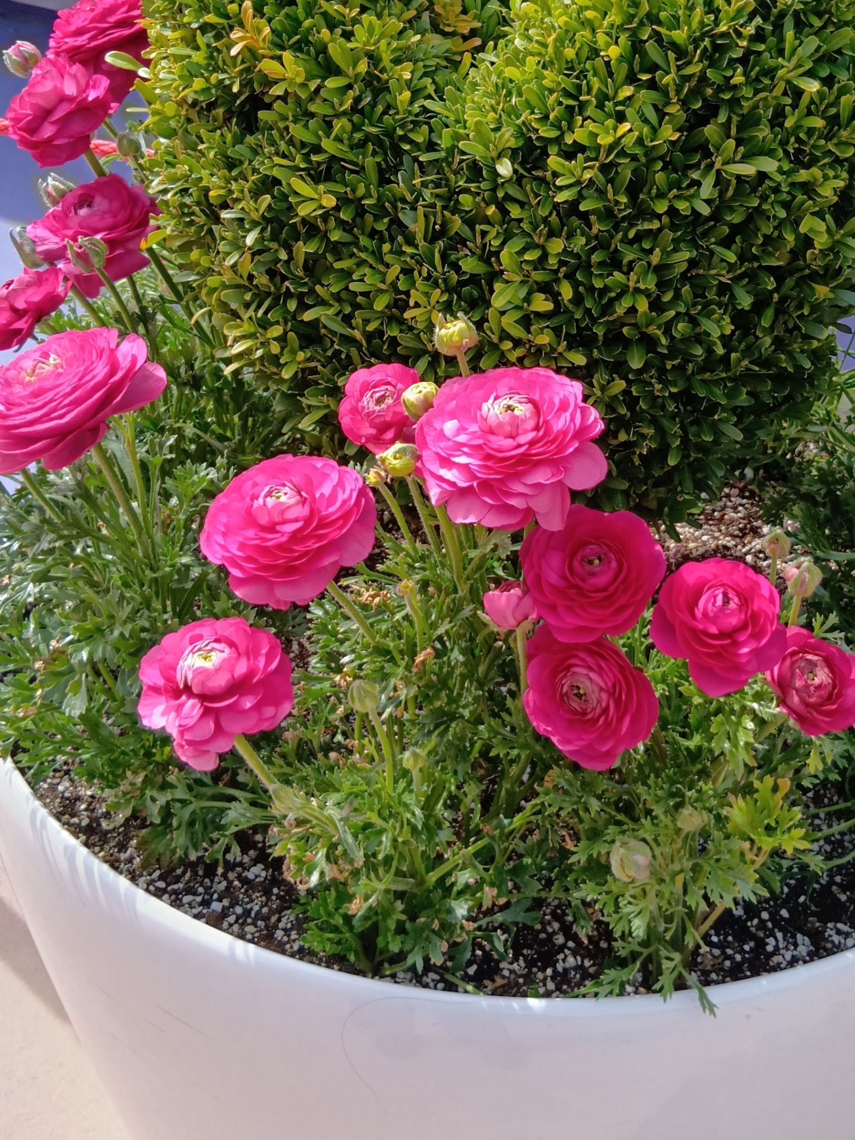 そんな美しい花ですが、名前の由来を知って私はちょっとびっくり！実は、この艶やかな花のイメージとは少し意外な生き物が関係しているそうなんです。