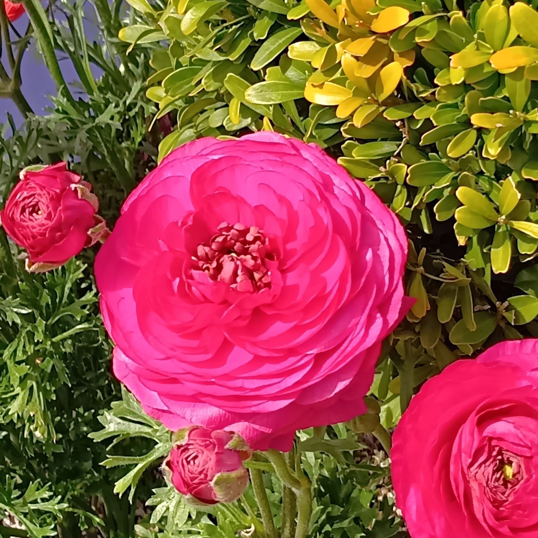 艶やかな花なのに「カエル」だった！？んですよ。