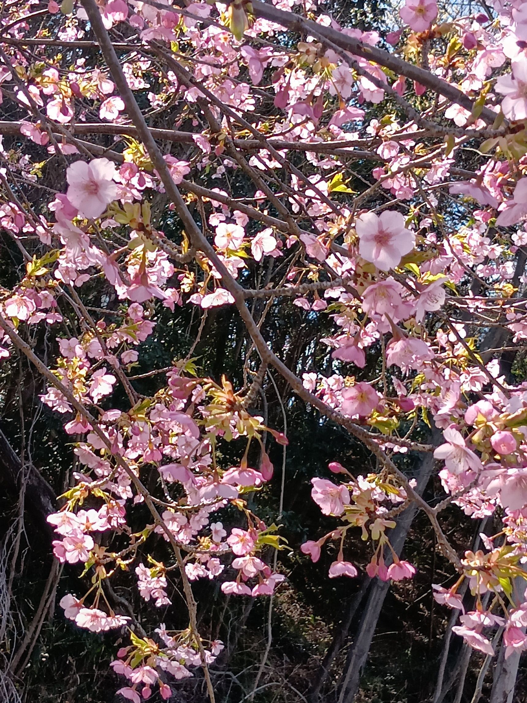 こちらの桜は、『河津桜』です。よく見ると不思議な河津桜！桜らしくない点があるよ～！