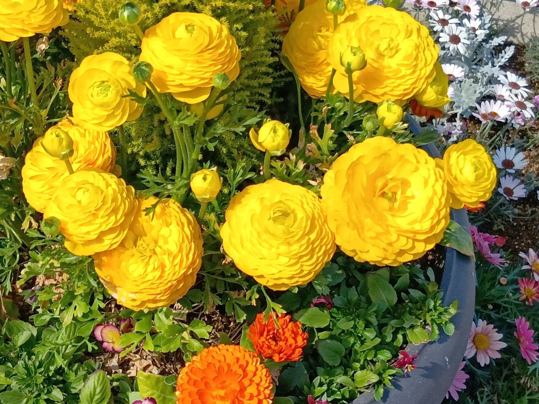 春薔薇のようなラナンキュラス、あの花びらの正体とは？思わずびっくり！