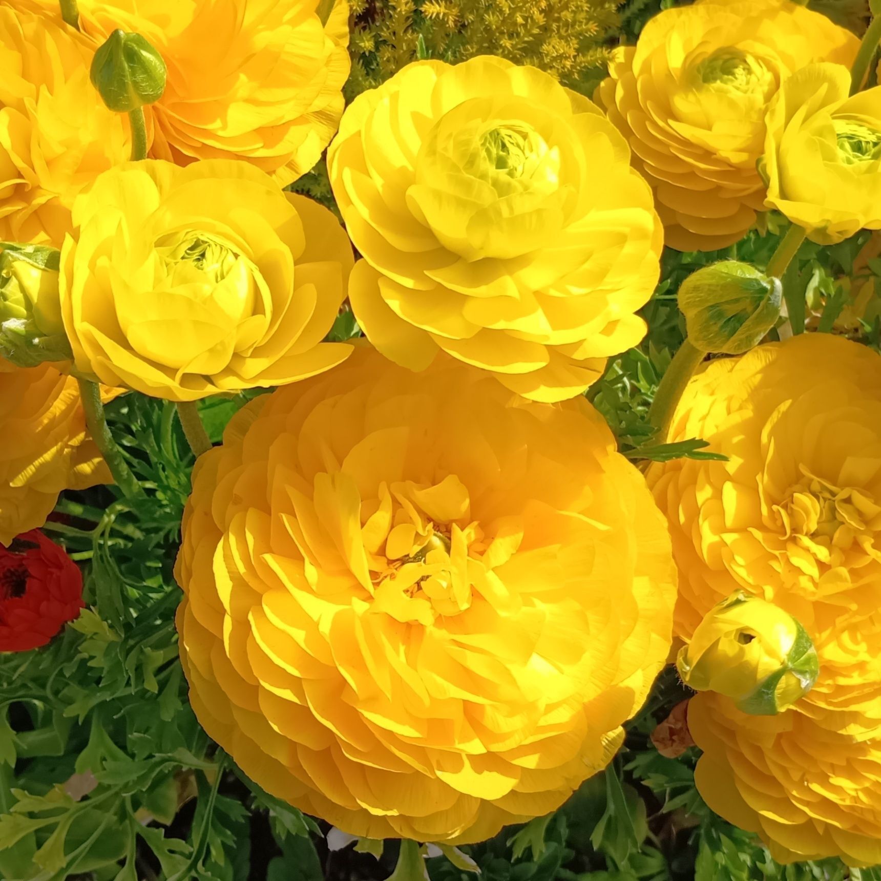 長い年月をかけて、少しずつ手を加えられ、今のような幾重にも重なる美しい姿になったのだそうです。