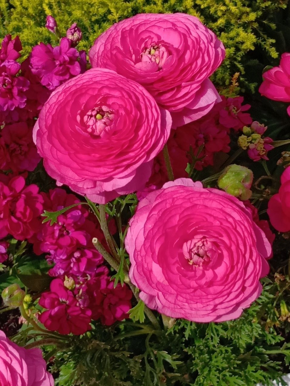 ちなみに、あのたくさんの花びらの中には、もともと“おしべ”だったものが変化したものもあるそうです。 品種改良によって、おしべが花びらのようになることで、あのふんわり重なる美しい姿が生まれたといわれています。