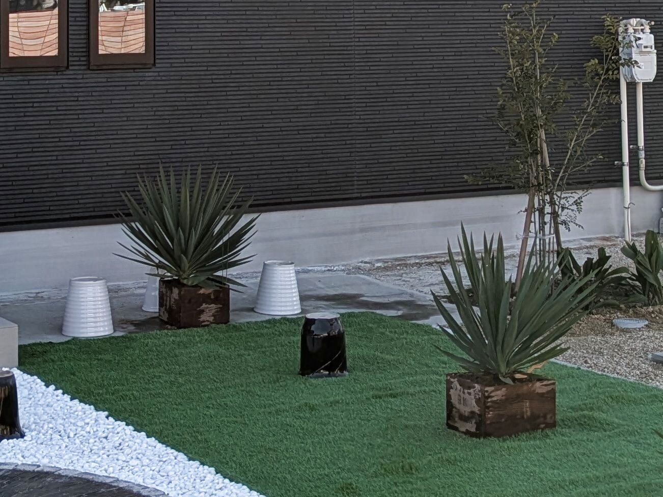 木箱植えした「テキーラ」です