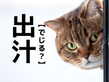 【出汁】を「でじる」と読んだら笑われる！？正しい読み方は？【読めそうで読めない漢字クイズ】