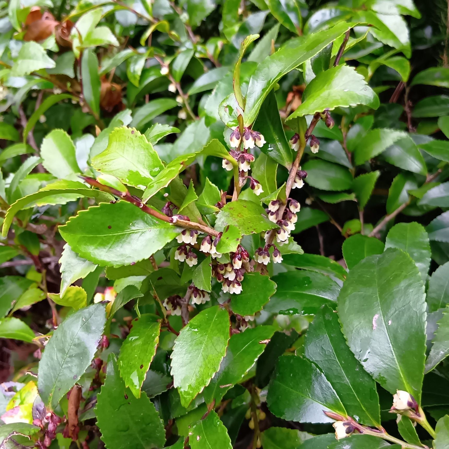 こちらです！なんだか、不思議な感じで、気になってしまいましたよ！