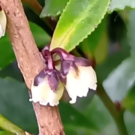 花言葉は、「神を尊ぶ」。神事に用いられることもあるからなのかな。