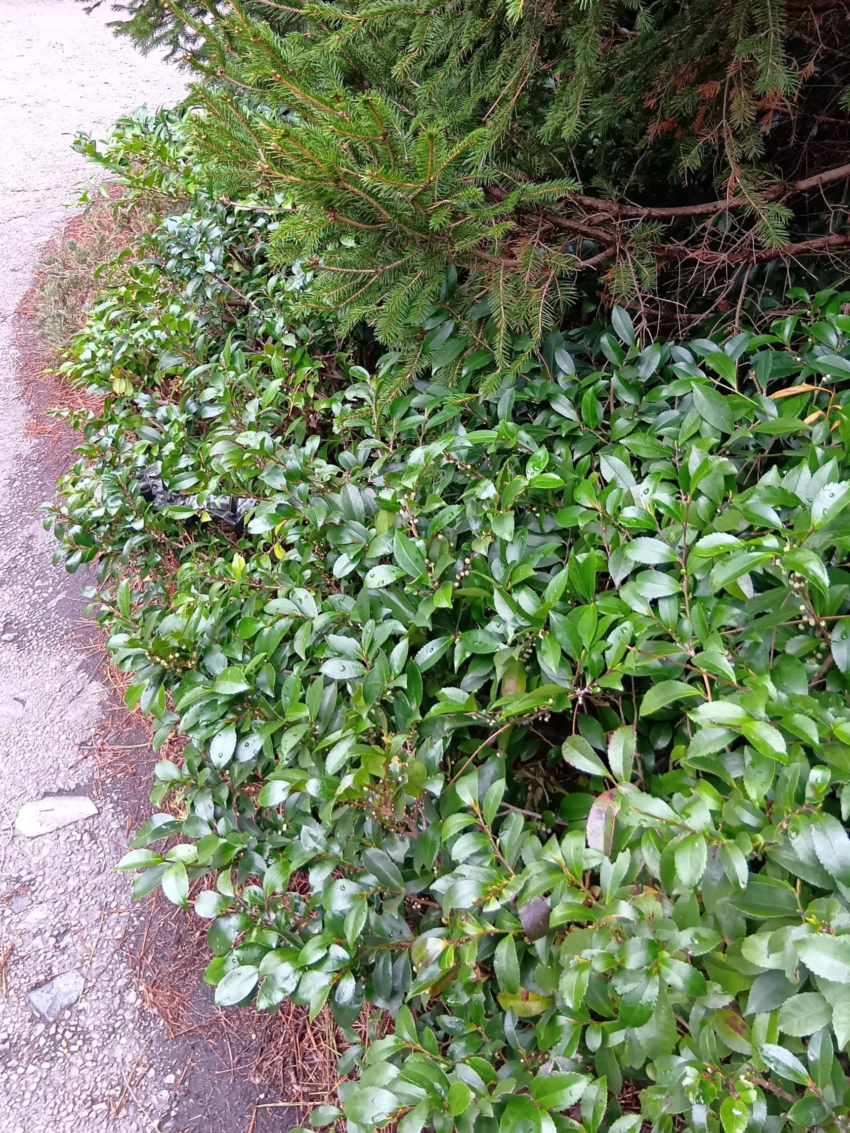 「姫サカキ（ヒメサカキ）」！姫がついて、ヒサカキと呼ぶのね。名も花と同じで、可憐！