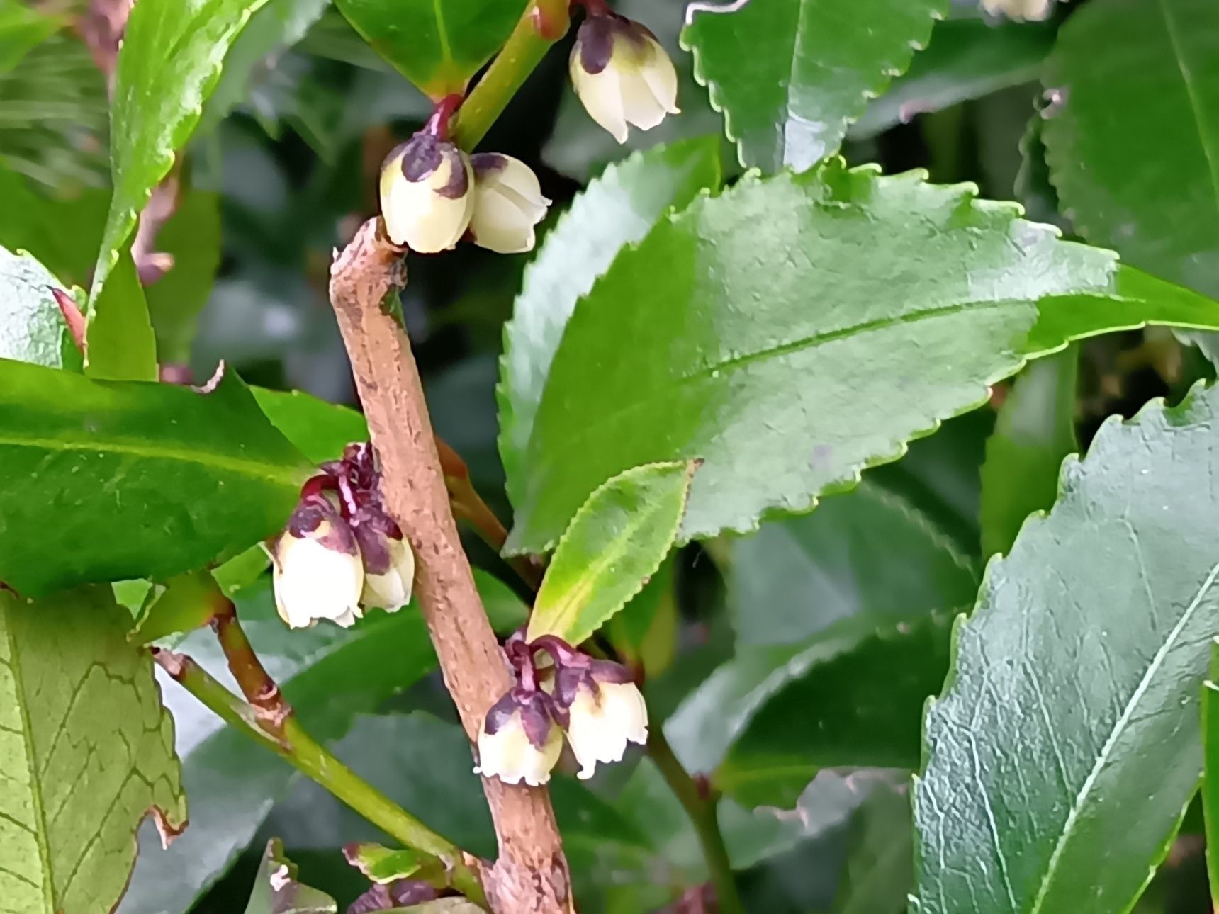 【臭い理由に納得！】春をいち早く告げる慎ましやかな白い花がまさかの衝撃臭？USJハリポタエリアで遭遇