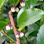 【臭い理由に納得！】春をいち早く告げる慎ましやかな白い花がまさかの衝撃臭？USJハリポタエリアで遭遇