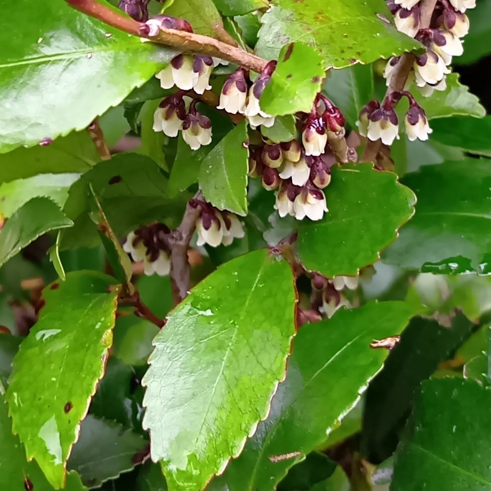 臭い花なんだそう！都市ガスのような独特の強い芳香を放つ？！