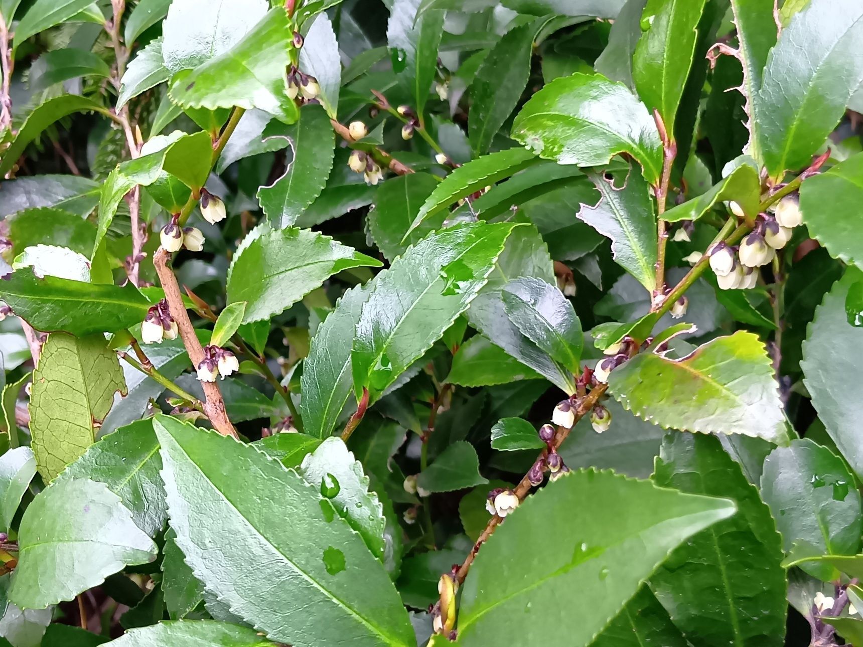 こちらの植物は、ヒサカキ（姫榊）！別名「ホソバヒサカキ」。