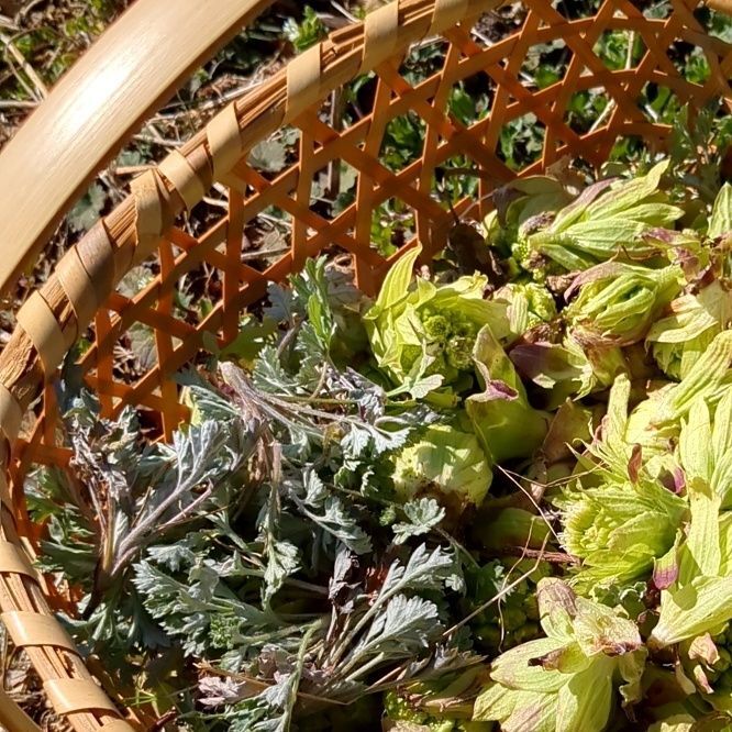 ヨモギは、やわらかい新芽を摘みます！（写真左端）