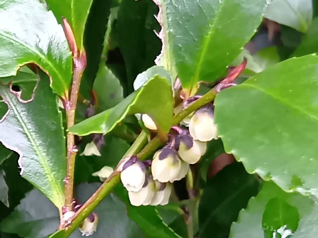 臭さには、理由があった！！！植物の賢さやしたたかさにびっくり！