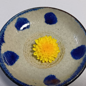 刺身の菊って食べられるの？雑草「ノゲシ」とそっくり？キク科の食と毒性の注意点