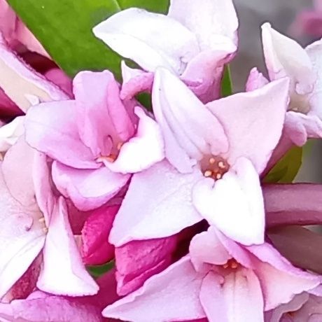 あの香りは、精油では閉じ込めることのできない、唯一無二の特別な香りだったのですね。