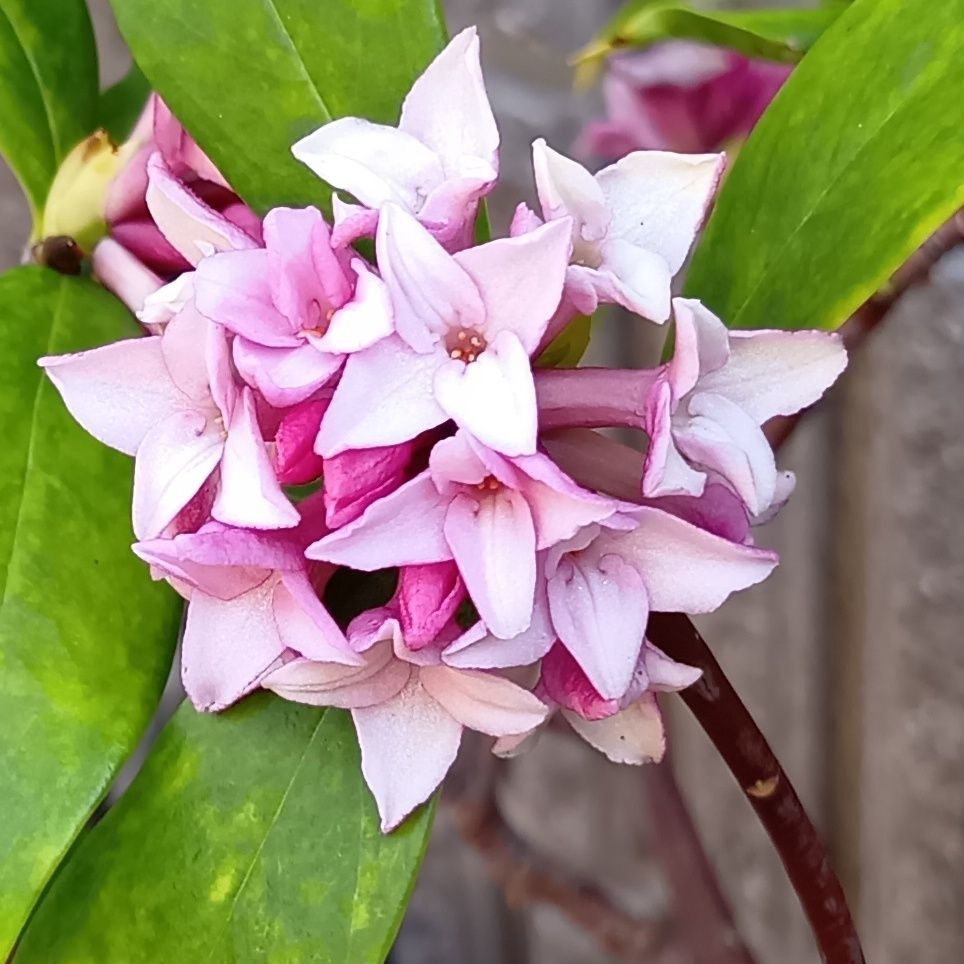 沈丁花とプルースト効果！ふとした香りで過去に戻る？春のユニバで出会った記憶のスイッチ！